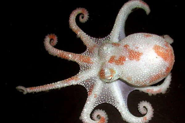 Kraken сайт даркнет